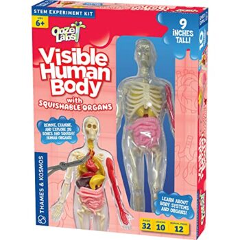 Thames & Kosmos Ooze Labs: Visible Human Body with Squishable Organs